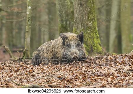 Wildschwein (Sus scrofa) liegt im Laub, Vulkaneifel, Rheinland-Pfalz, Deutschland, Europa View Large Photo Image Stock Photography - Wildschwein (Sus scrofa) liegt im Laub, Vulkaneifel, Rheinland-Pfalz, Deutschland, Europa. Fotosearch