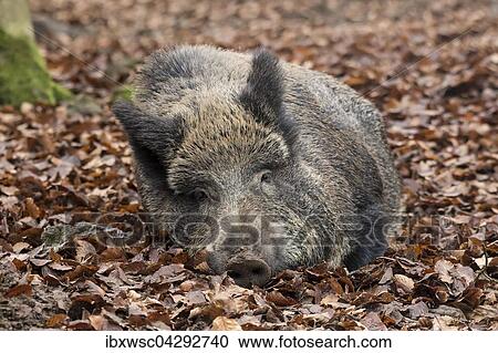 Wildschwein (Sus scrofa) liegt im Herbstlaub, Bache, Vulkaneifel, Rheinland-Pfalz, Deutschland, Europa View Large Photo Image Stock Image - Wildschwein (Sus scrofa) liegt im Herbstlaub, Bache, Vulkaneifel, Rheinland-Pfalz, Deutschland, Europa. Fotosearch