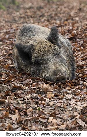 Wildschwein (Sus scrofa) liegt im Herbstlaub, Bache, Vulkaneifel, Rheinland-Pfalz, Deutschland, Europa View Large Photo Image Stock Photo - Wildschwein (Sus scrofa) liegt im Herbstlaub, Bache, Vulkaneifel, Rheinland-Pfalz, Deutschland, Europa. Fotosearch