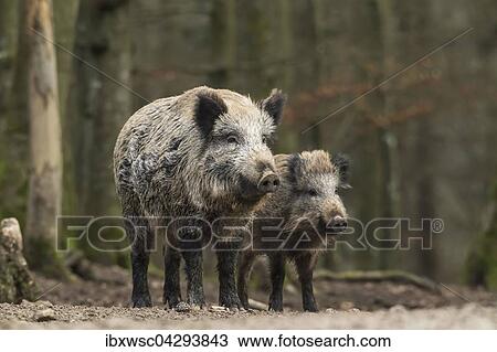 Wildschwein (Sus scrofa) mit Jungtier, Vulkaneifel, Rheinland-Pfalz, Deutschland, Europa View Large Photo Image Stock Image - Wildschwein (Sus scrofa) mit Jungtier, Vulkaneifel, Rheinland-Pfalz, Deutschland, Europa. Fotosearch