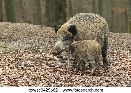 Wildschwein (Sus scrofa) mit Jungtier, Vulkaneifel, Rheinland-Pfalz, Deutschland, Europa View Large Photo Image Stock Image - Wildschwein (Sus scrofa) mit Jungtier, Vulkaneifel, Rheinland-Pfalz, Deutschland, Europa. Fotosearch