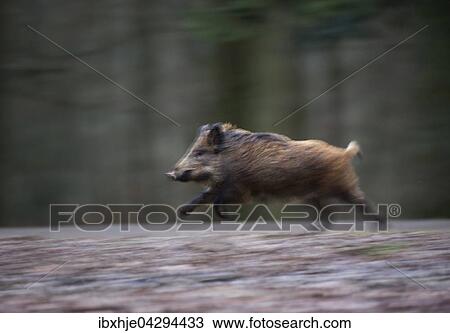 Wildschwein (Sus scrofa), rennt, Vulkaneifel, Rheinlad-Pfalz, Deutschland, Europa View Large Photo Image Stock Image - Wildschwein (Sus scrofa), rennt, Vulkaneifel, Rheinlad-Pfalz, Deutschland, Europa. Fotosearch