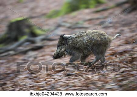 Stock Photo - Wildschwein (Sus scrofa), rennt, Vulkaneifel, Rheinlad-Pfalz, Deutschland, Europa. Fotosearch