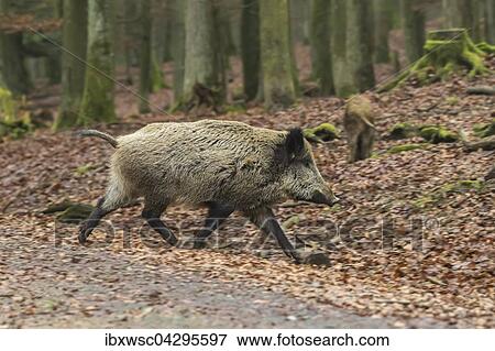 Wildschwein (Sus scrofa) rennt, Vulkaneifel, Rheinland-Pfalz, Deutschland, Europa View Large Photo Image Stock Photo - Wildschwein (Sus scrofa) rennt, Vulkaneifel, Rheinland-Pfalz, Deutschland, Europa. Fotosearch