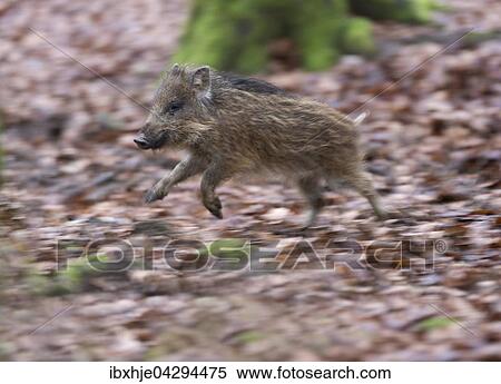 Wildschwein (Sus scrofa), rennt, Jungtier, Vulkaneifel, Rheinlad-Pfalz, Deutschland, Europa View Large Photo Image Stock Photography - Wildschwein (Sus scrofa), rennt, Jungtier, Vulkaneifel, Rheinlad-Pfalz, Deutschland, Europa. Fotosearch