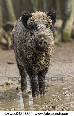 Wildschwein (Sus scrofa) steht im Schlamm, Vulkaneifel, Rheinland-Pfalz, Deutschland, Europa View Large Photo Image Stock Photo - Wildschwein (Sus scrofa) steht im Schlamm, Vulkaneifel, Rheinland-Pfalz, Deutschland, Europa. Fotosearch