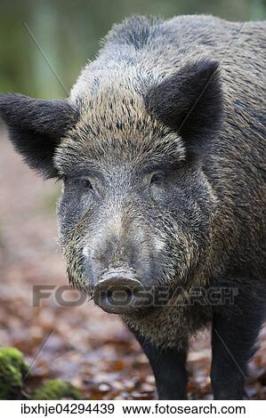 Wildschwein (Sus scrofa), Tierportrait, Vulkaneifel, Rheinlad-Pfalz, Deutschland, Europa View Large Photo Image Stock Photo - Wildschwein (Sus scrofa), Tierportrait, Vulkaneifel, Rheinlad-Pfalz, Deutschland, Europa. Fotosearch