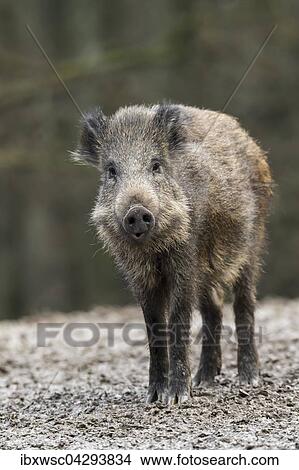 Wildschwein (Sus scrofa), Vulkaneifel, Rheinland-Pfalz, Deutschland, Europa View Large Photo Image Picture - Wildschwein (Sus scrofa), Vulkaneifel, Rheinland-Pfalz, Deutschland, Europa. Fotosearch
