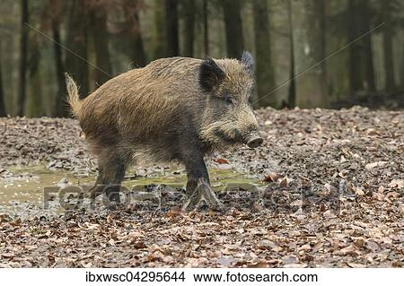 Wildschwein (Sus scrofa), Vulkaneifel, Rheinland-Pfalz, Deutschland, Europa View Large Photo Image Picture - Wildschwein (Sus scrofa), Vulkaneifel, Rheinland-Pfalz, Deutschland, Europa. Fotosearch