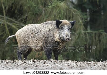 Wildschwein (Sus scrofa), Vulkaneifel, Rheinland-Pfalz, Deutschland, Europa View Large Photo Image Stock Image - Wildschwein (Sus scrofa), Vulkaneifel, Rheinland-Pfalz, Deutschland, Europa. Fotosearch