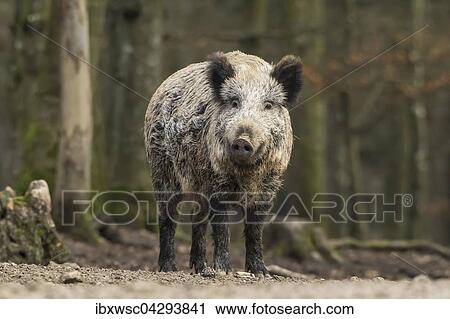 Wildschwein (Sus scrofa), Vulkaneifel, Rheinland-Pfalz, Deutschland, Europa View Large Photo Image Stock Image - Wildschwein (Sus scrofa), Vulkaneifel, Rheinland-Pfalz, Deutschland, Europa. Fotosearch