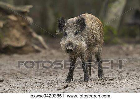 Wildschwein (Sus scrofa), Vulkaneifel, Rheinland-Pfalz, Deutschland, Europa View Large Photo Image Stock Image - Wildschwein (Sus scrofa), Vulkaneifel, Rheinland-Pfalz, Deutschland, Europa. Fotosearch