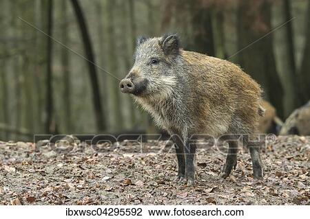 Stock Image - Wildschwein (Sus scrofa), Vulkaneifel, Rheinland-Pfalz, Deutschland, Europa. Fotosearch
