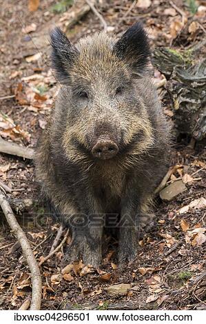 Wildschwein (Sus scrofa), Vulkaneifel, Rheinland-Pfalz, Deutschland, Europa View Large Photo Image Stock Image - Wildschwein (Sus scrofa), Vulkaneifel, Rheinland-Pfalz, Deutschland, Europa. Fotosearch