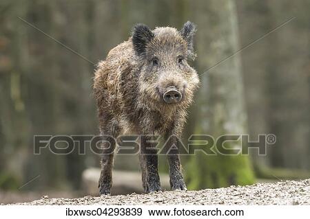 Stock Photo - Wildschwein (Sus scrofa), Vulkaneifel, Rheinland-Pfalz, Deutschland, Europa. Fotosearch