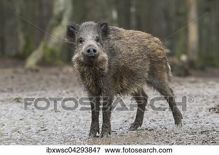 Wildschwein (Sus scrofa), Vulkaneifel, Rheinland-Pfalz, Deutschland, Europa View Large Photo Image Stock Photo - Wildschwein (Sus scrofa), Vulkaneifel, Rheinland-Pfalz, Deutschland, Europa. Fotosearch