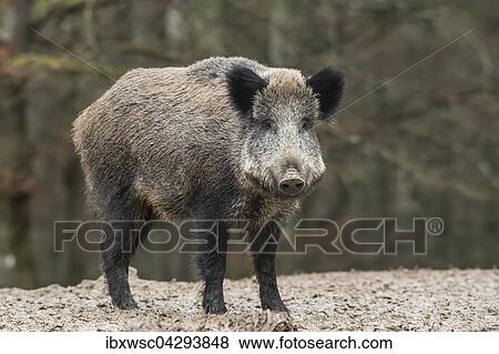 Wildschwein (Sus scrofa), Vulkaneifel, Rheinland-Pfalz, Deutschland, Europa View Large Photo Image Stock Photo - Wildschwein (Sus scrofa), Vulkaneifel, Rheinland-Pfalz, Deutschland, Europa. Fotosearch