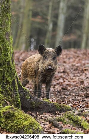 Wildschwein (Sus scrofa), Vulkaneifel, Rheinland-Pfalz, Deutschland, Europa View Large Photo Image Stock Photo - Wildschwein (Sus scrofa), Vulkaneifel, Rheinland-Pfalz, Deutschland, Europa. Fotosearch