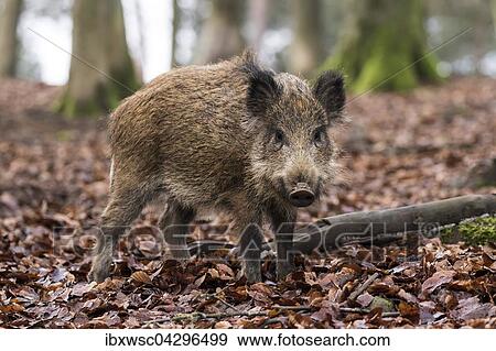 Wildschwein (Sus scrofa), Vulkaneifel, Rheinland-Pfalz, Deutschland, Europa View Large Photo Image Stock Photo - Wildschwein (Sus scrofa), Vulkaneifel, Rheinland-Pfalz, Deutschland, Europa. Fotosearch