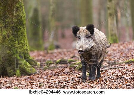 Wildschwein (Sus scrofa), Vulkaneifel, Rheinlad-Pfalz, Deutschland, Europa View Large Photo Image Stock Photograph - Wildschwein (Sus scrofa), Vulkaneifel, Rheinlad-Pfalz, Deutschland, Europa. Fotosearch