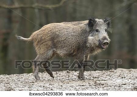 Wildschwein (Sus scrofa), Vulkaneifel, Rheinland-Pfalz, Deutschland, Europa View Large Photo Image Stock Photograph - Wildschwein (Sus scrofa), Vulkaneifel, Rheinland-Pfalz, Deutschland, Europa. Fotosearch