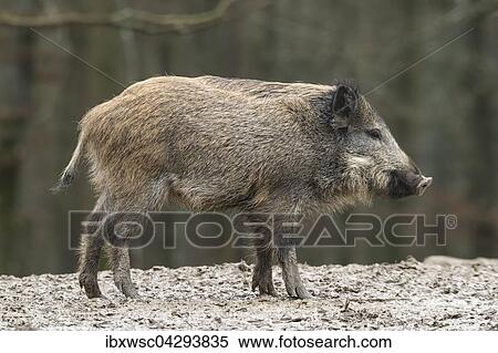 Wildschwein (Sus scrofa), Vulkaneifel, Rheinland-Pfalz, Deutschland, Europa View Large Photo Image Stock Photography - Wildschwein (Sus scrofa), Vulkaneifel, Rheinland-Pfalz, Deutschland, Europa. Fotosearch