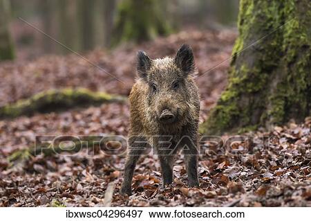 Wildschwein (Sus scrofa), Wildpark Daun, Vulkaneifel, Rheinland-Pfalz, Deutschland, Europa View Large Photo Image Stock Photo - Wildschwein (Sus scrofa), Wildpark Daun, Vulkaneifel, Rheinland-Pfalz, Deutschland, Europa. Fotosearch