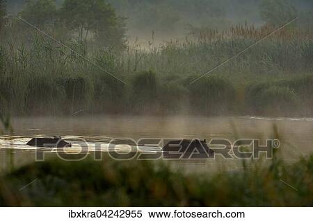 Stock Photography - Wildschweine (Sus scrofa) am Morgen mit Nebel, schwimmen durchs Wasser, Schonau an der Donau, Niederosterreich, Osterreich, Europa. Fotosearch