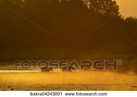 Wildschweine (Sus scrofa) im ersten Morgenlicht, Sonnenaufgang, gehen bei Fruhnebel durchs Wasser, Schonau an der Donau, Niederosterreich, Osterreich, Europa View Large Photo Image Stock Image - Wildschweine (Sus scrofa) im ersten Morgenlicht, Sonnenaufgang, gehen bei Fruhnebel durchs Wasser, Schonau an der Donau, Niederosterreich, Osterreich, Europa. Fotosearch