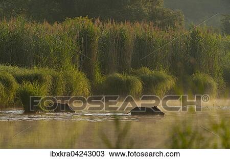 Wildschweine (Sus scrofa) im ersten Morgenlicht, gehen durchs Wasser, Schonau an der Donau, Niederosterreich, Osterreich, Europa View Large Photo Image Stock Image - Wildschweine (Sus scrofa) im ersten Morgenlicht, gehen durchs Wasser, Schonau an der Donau, Niederosterreich, Osterreich, Europa. Fotosearch
