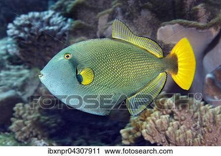 Stock Image - Witwen Druckerfisch, Rotschwanz Druckerfisch (Melichthys vidua) schwimmt im Korallenriff, Farbvariante, Saparua Insel, Molukken, Banda See, Pazifik, Indonesien, Asien. Fotosearch