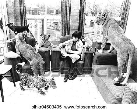 Woman and predators in the living room, England, Great Britain View Large Photo Image Stock Photography - Woman and predators in the living room, England, Great Britain. Fotosearch