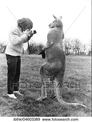 Woman photographing Kangaroo, England, Great Britain View Large Photo Image Stock Photo - Woman photographing Kangaroo, England, Great Britain. Fotosearch