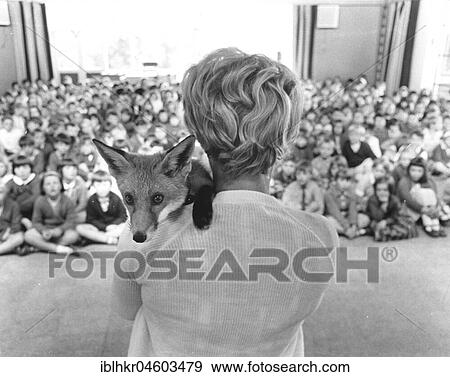 Woman with fox on her shoulder, England, Great Britain View Large Photo Image Stock Photo - Woman with fox on her shoulder, England, Great Britain. Fotosearch