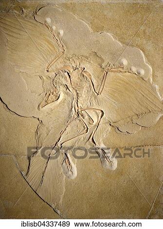 Stock Photo - Worldwide most significant fossil of Archaeopteryx (Archaeopteryx lithographica), Naturkundemuseum, Natural history museum, Berlin, Germany, Europe. Fotosearch