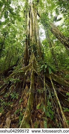 Stock Image - Wurgefeige (Gattung Ficus), Wurzeln, Nationalpark Manu, UNESCO Weltnaturerbe, Peru, Sudamerika. Fotosearch