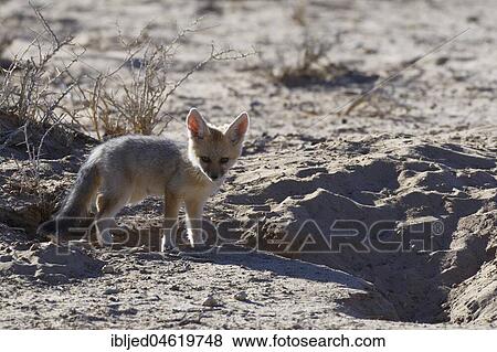 Young Cape fox (Vulpes chama), standing at the burrow entrance, morning light, Kgalagadi Transfrontier Park, Northern Cape, South Africa, Africa View Large Photo Image Stock Photo - Young Cape fox (Vulpes chama), standing at the burrow entrance, morning light, Kgalagadi Transfrontier Park, Northern Cape, South Africa, Africa. Fotosearch