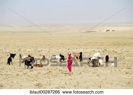 Stock Photograph - Young herder woman with goats in the dry steppe Uzbekistan. Fotosearch