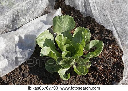 Young salad plant in the field, Lactuca longifolia (Lactuca sativa var. longifolia) Salad cultivation, Lower Rhine, North Rhine-Westphalia, Germany, Europe View Large Photo Image Stock Image - Young salad plant in the field, Lactuca longifolia (Lactuca sativa var. longifolia) Salad cultivation, Lower Rhine, North Rhine-Westphalia, Germany, Europe. Fotosearch