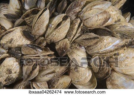 Zebramuscheln oder Wandermuscheln (Dreissena polymorpha), Kolonie, Aleksandrovskiy Granitsteinbruch, Ukraine, Europa View Large Photo Image Picture - Zebramuscheln oder Wandermuscheln (Dreissena polymorpha), Kolonie, Aleksandrovskiy Granitsteinbruch, Ukraine, Europa. Fotosearch