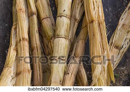 Zuckerrohr (Saccharum officinarum), Zuckermuseum Marcelo Salado, Caibarien, bei Remedios, Kuba, Nordamerika View Large Photo Image Stock Image - Zuckerrohr (Saccharum officinarum), Zuckermuseum Marcelo Salado, Caibarien, bei Remedios, Kuba, Nordamerika. Fotosearch