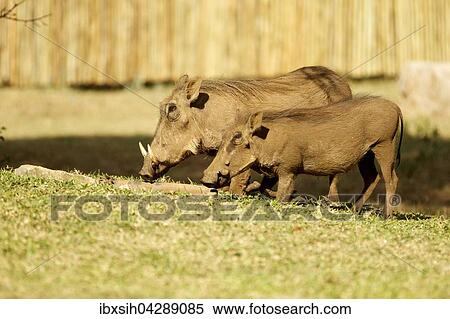 Zwei Warzenschweine (Phacochoerus africanus), Paar beim Fressen, bei Maninghi Lodge, Kruger Nationalpark, Sudafrika View Large Photo Image Stock Photography - Zwei Warzenschweine (Phacochoerus africanus), Paar beim Fressen, bei Maninghi Lodge, Kruger Nationalpark, Sudafrika. Fotosearch
