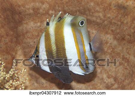 Stock Image - Zweiaugen Coradion (Coradion melanopus), Falterfisch, versteckt sich im Schwamm, Saparua Insel, Molukken, Banda See, Pazifik, Indonesien, Asien. Fotosearch