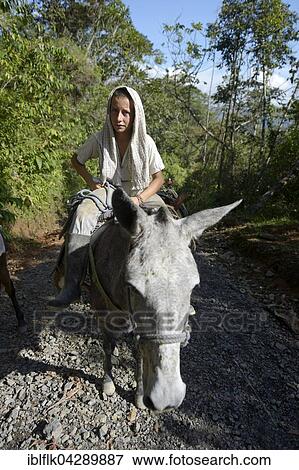 9 year old boy riding mule, village of Verera de Boqueron, San Francisco, Antioquia Department, Colombia, South America View Large Photo Image Stock Photo - 9 year old boy riding mule, village of Verera de Boqueron, San Francisco, Antioquia Department, Colombia, South America. Fotosearch