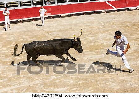 A bullfighter tries to escape a charging bull, Camargue races, Amphitheatre, Arles, Provence-Alpes-Cote d'Azur, France, Europe View Large Photo Image Picture - A bullfighter tries to escape a charging bull, Camargue races, Amphitheatre, Arles, Provence-Alpes-Cote d'Azur, France, Europe. Fotosearch