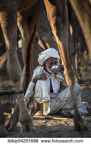A man having a drink among his camels, Pushkar Camel Fair, Pushkar, Rajasthan, India, Asia View Large Photo Image Stock Photo - A man having a drink among his camels, Pushkar Camel Fair, Pushkar, Rajasthan, India, Asia. Fotosearch