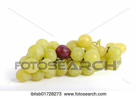 Stock Image - A red grape amongst white grapes, symbolic image for genetically modified food, genetically modified grapes. Fotosearch
