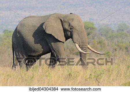 African Bush Elephant (Loxodonta africana), bull, walking on dry grass, Kruger National Park, South Africa, Africa View Large Photo Image Picture - African Bush Elephant (Loxodonta africana), bull, walking on dry grass, Kruger National Park, South Africa, Africa. Fotosearch