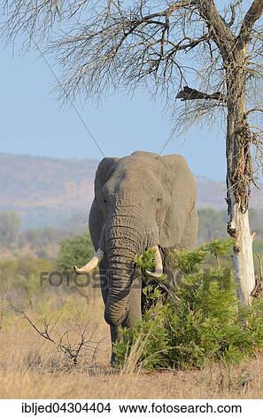 African Bush Elephant (Loxodonta africana), bull, feeding, Kruger National Park, South Africa, Africa View Large Photo Image Picture - African Bush Elephant (Loxodonta africana), bull, feeding, Kruger National Park, South Africa, Africa. Fotosearch