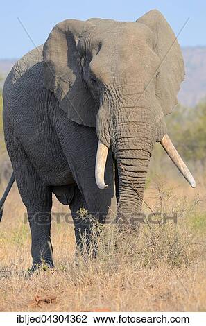 African Bush Elephant (Loxodonta africana), bull, feeding, Kruger National Park, South Africa, Africa View Large Photo Image Stock Image - African Bush Elephant (Loxodonta africana), bull, feeding, Kruger National Park, South Africa, Africa. Fotosearch